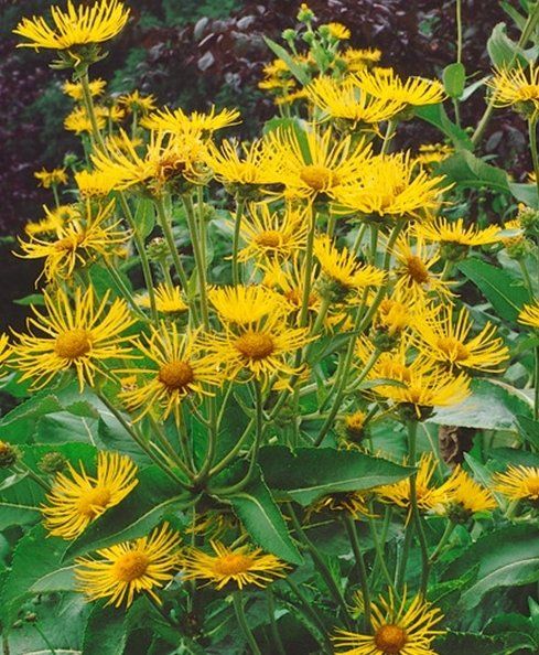 Piante & sementi: Echter Alant - Inula helenium - 100 Samen – Nuovo e nell'imballaggio originale da Sumiswald venduto da Cham14558 1