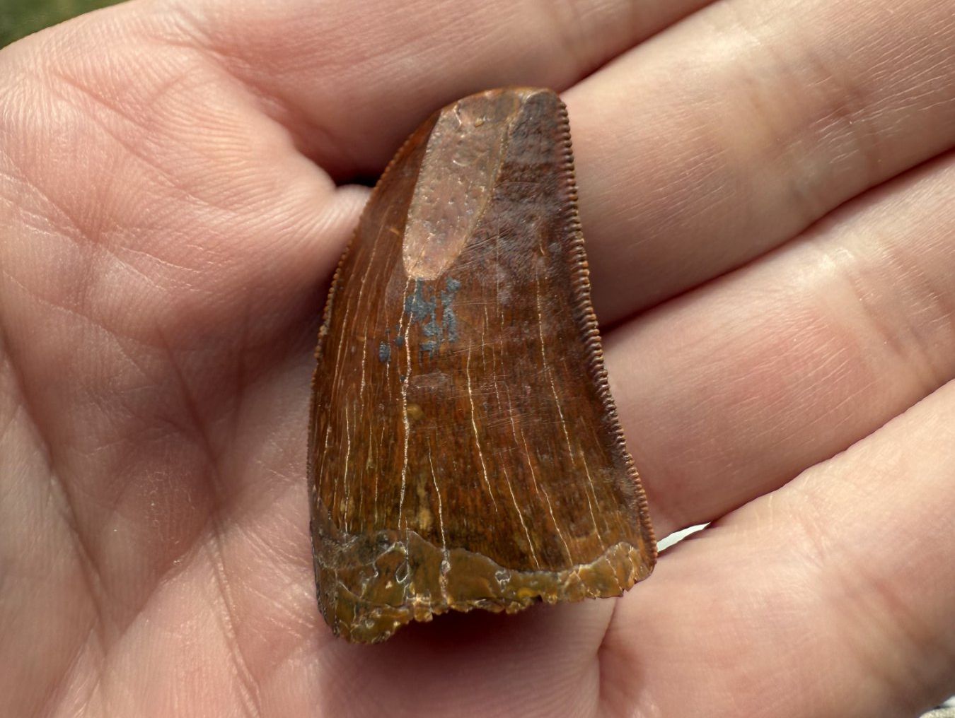 Fossili: Raubsaurierzahn Carcharodontosaurus saharicus – Usato da schüpfen venduto da rica122 1