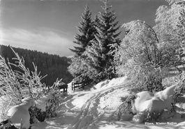 Flims G
