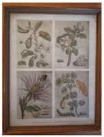Maria Sibylla Merian - Print Der Raupen wunderbare...