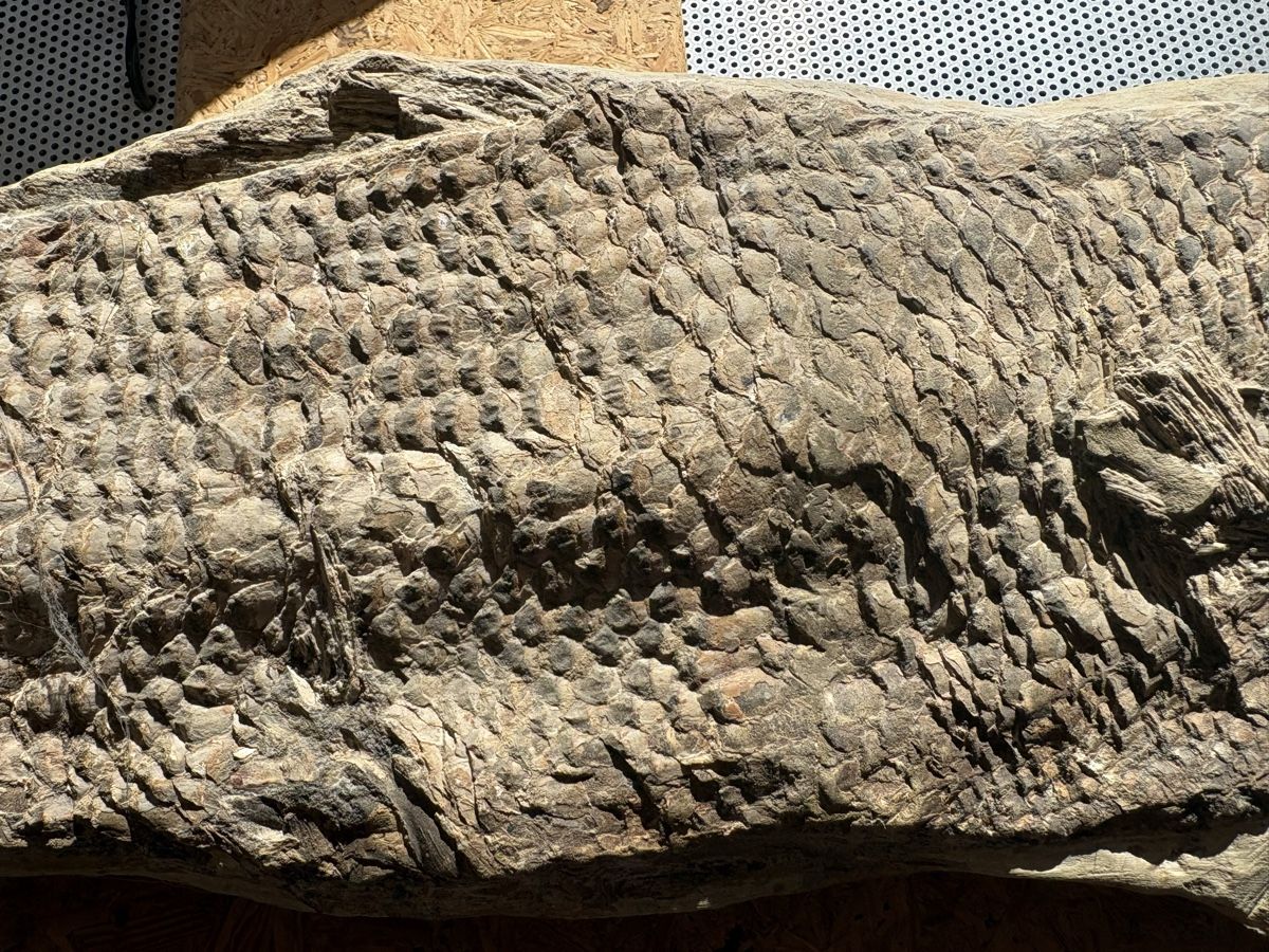 Fossili: Fossiler Fisch – Usato da Biel/Bienne venduto da nimmes 2