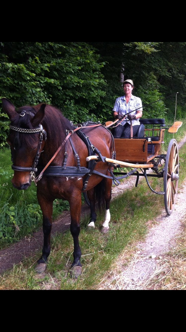 Carrozze: Einachser Kutsche mit Brustblatt- Geschirr – Usato da Grasswil venduto da Maria054 3