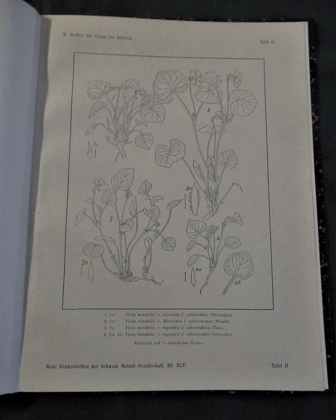 Libri: Violen Veilchen Botanik Gartenpflanzen – Usato da Hedingen venduto da Protechnica 2