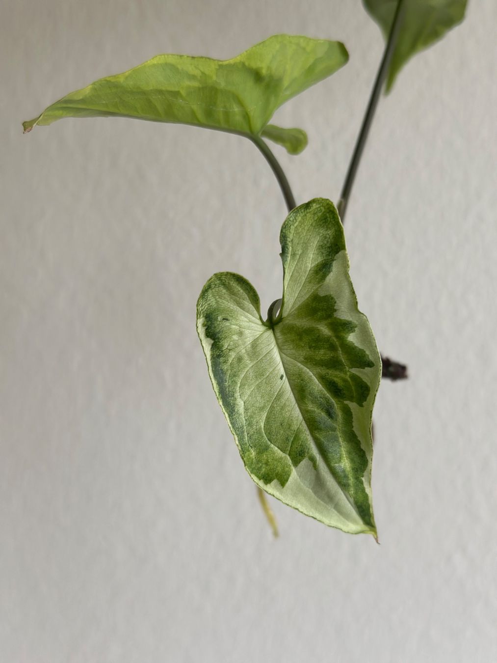 Piante & sementi: Syngonium Three Kings - Kopfstecklig #1 – Usato da Zürich venduto da ong8 1