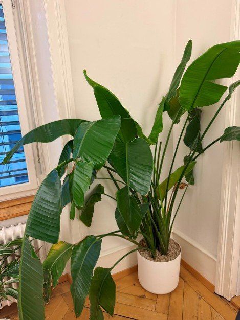 Plantes & graines: Strelitzie (gross) – D'occasion à Egolzwil par lorena_a
