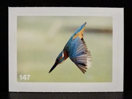 MIGROS MANIA Nature Detectives Nr. 147