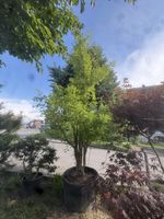 Ginkgo biloba „Autumn Gold“ | mehrstämmig AB 1.- ! 300cm 