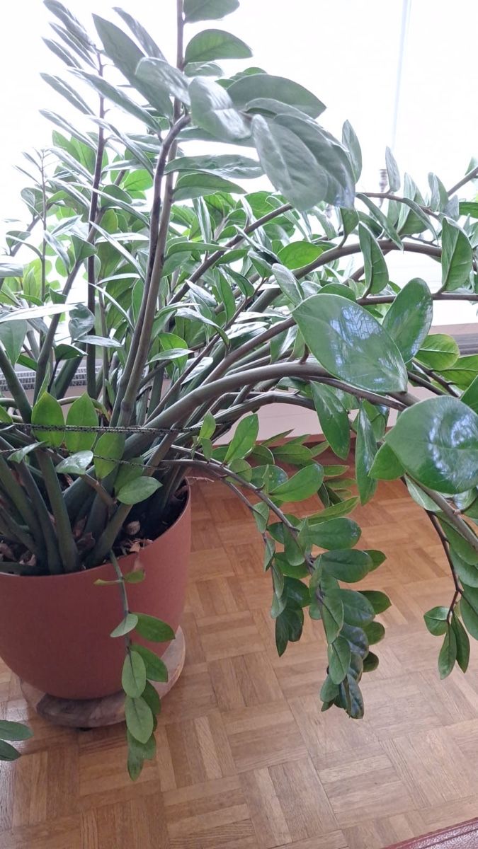 glückskastanie blätter braun Tipps zur Pflege deiner Pflanze : Pachira Aquatica – PflanzenFuerAlle