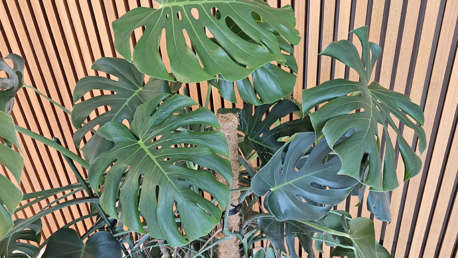 Piante & sementi: Monstera Zimmerpflanze – Usato da Embrach venduto da User0816 3