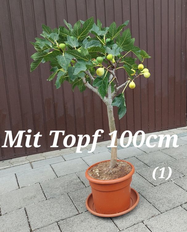 Feigenbaum mit reifen Früchten (1) Kaufen auf Ricardo