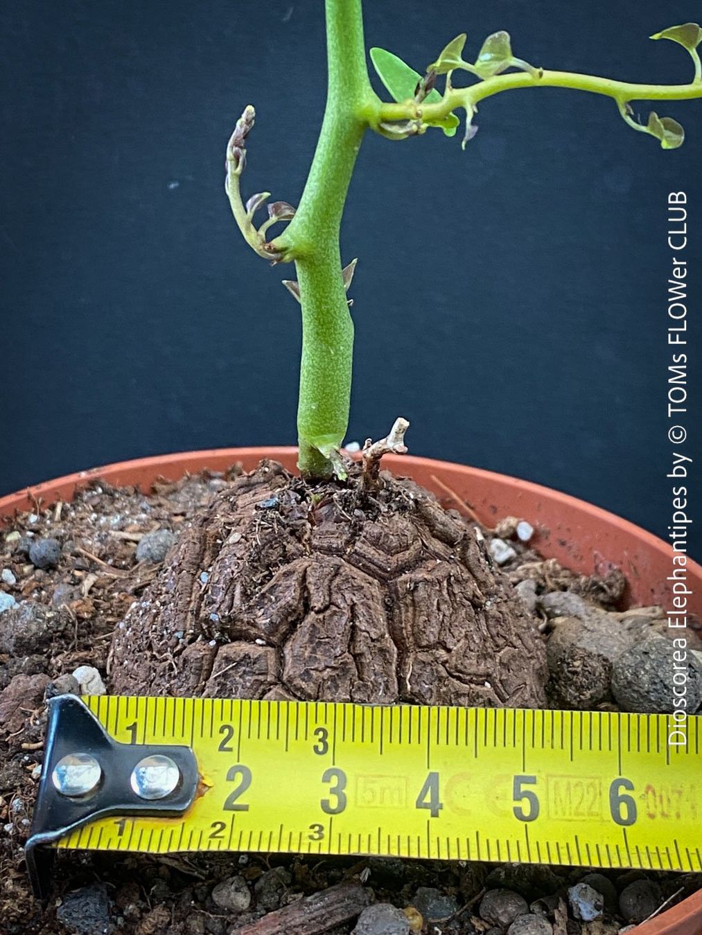 Pflanzen & Samen: Dioscorea elephantipes - "Turtle Plant" aus Südafrika – Neu und originalverpackt aus Adliswil von astom369 5