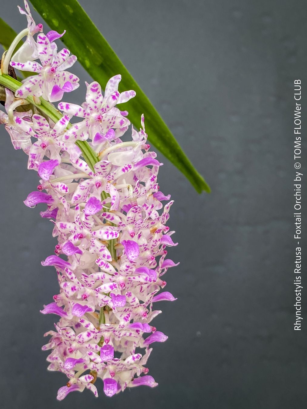 Pflanzen & Samen: Rhynchostylis Retusa - duftende "Fuchsschwanz" Orchidee – Neu und originalverpackt aus Adliswil von astom369 1