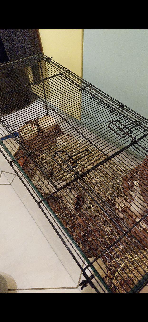 Gabbie, trasporto & Sicurezza: Hamster Käfig – Usato da Rain venduto da san_8kx5