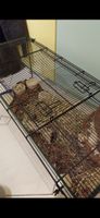 Hamster Käfig
