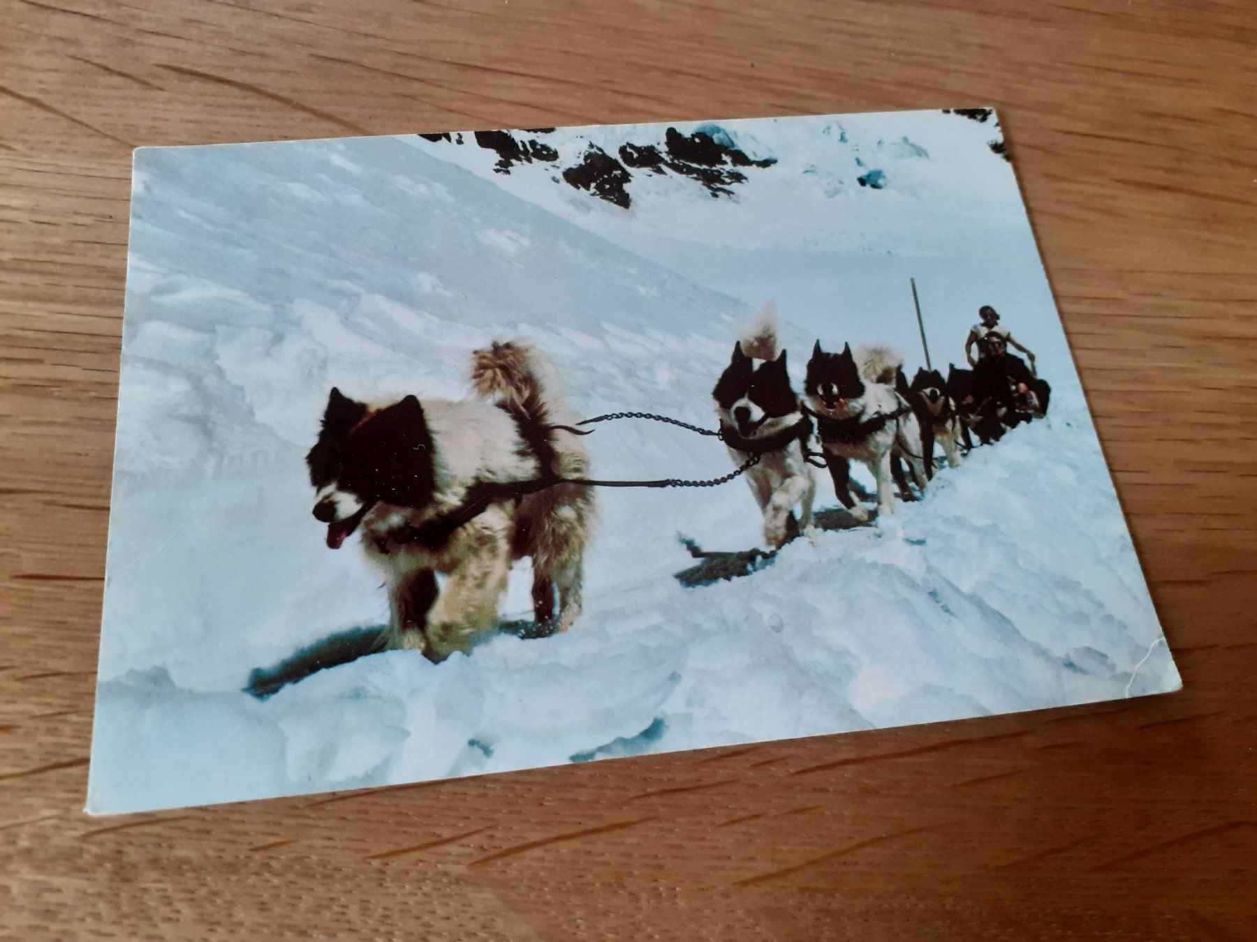 Cartoline postali: POLAR HUNDE auf JUNGFRAUJOCH – Usato da Winterthur venduto da Ornyx7
