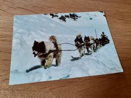 POLAR HUNDE auf JUNGFRAUJOCH