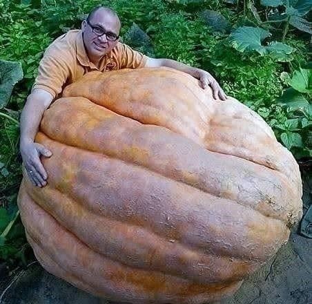 Pflanzen & Samen: COURGE / POTIRON GEANT ! RARE ENORME – Neu (gemäss Beschreibung) aus Bremblens von FIBONACCI369