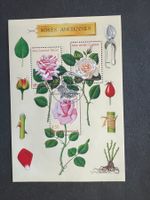 Frankreich 1999 Roses Anciennes   Block Erstag  (A434)