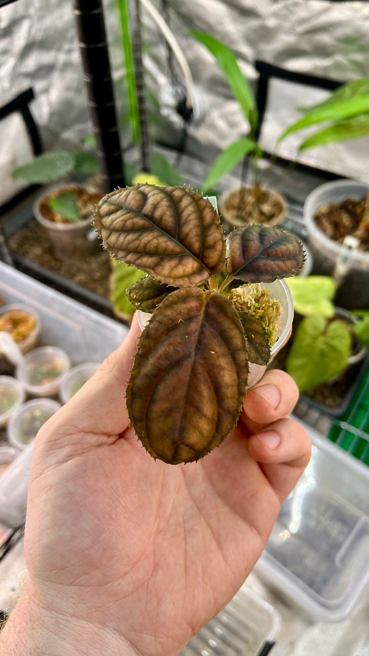 Piante & sementi: Acranthera sp. Thailand – Nuovo e nell'imballaggio originale da Gelterkinden venduto da pflanz_doch_was 1