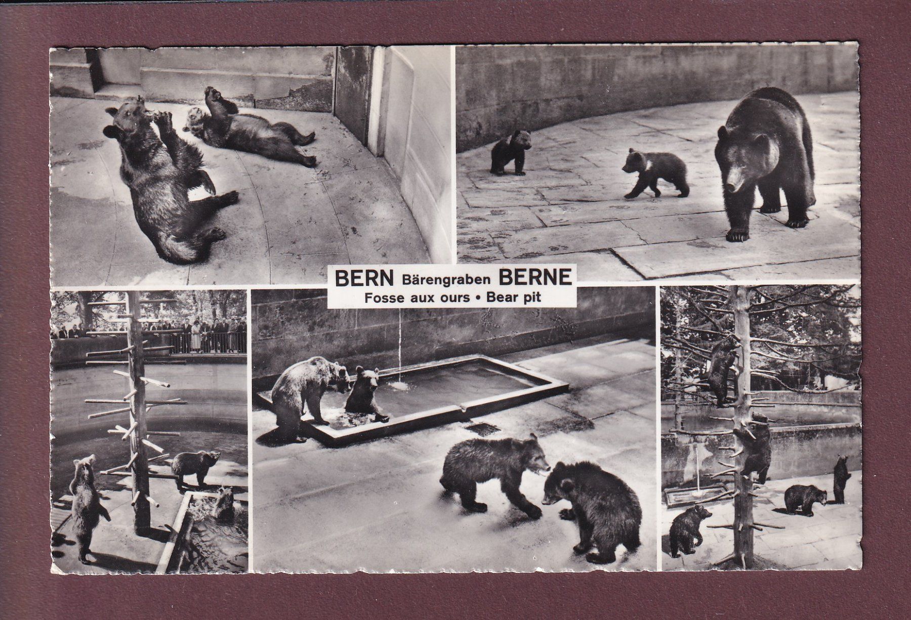 Cartoline postali: BERN - Bärengraben - 5 Bilder – Usato da Pully venduto da nicecards