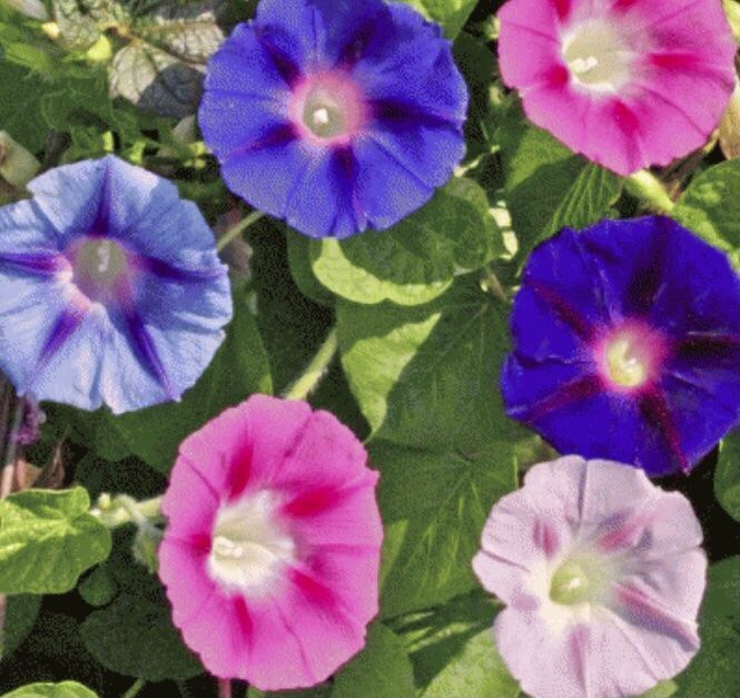Plantes & graines: 30 Samen Kletter Blumen  “TRICHTERWINDE” – Neuf avec emballage d'origine à Rovio par POSITIFFARTandPLANTS 4
