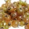 Cassissier blanc AUTOFERTILE 3x