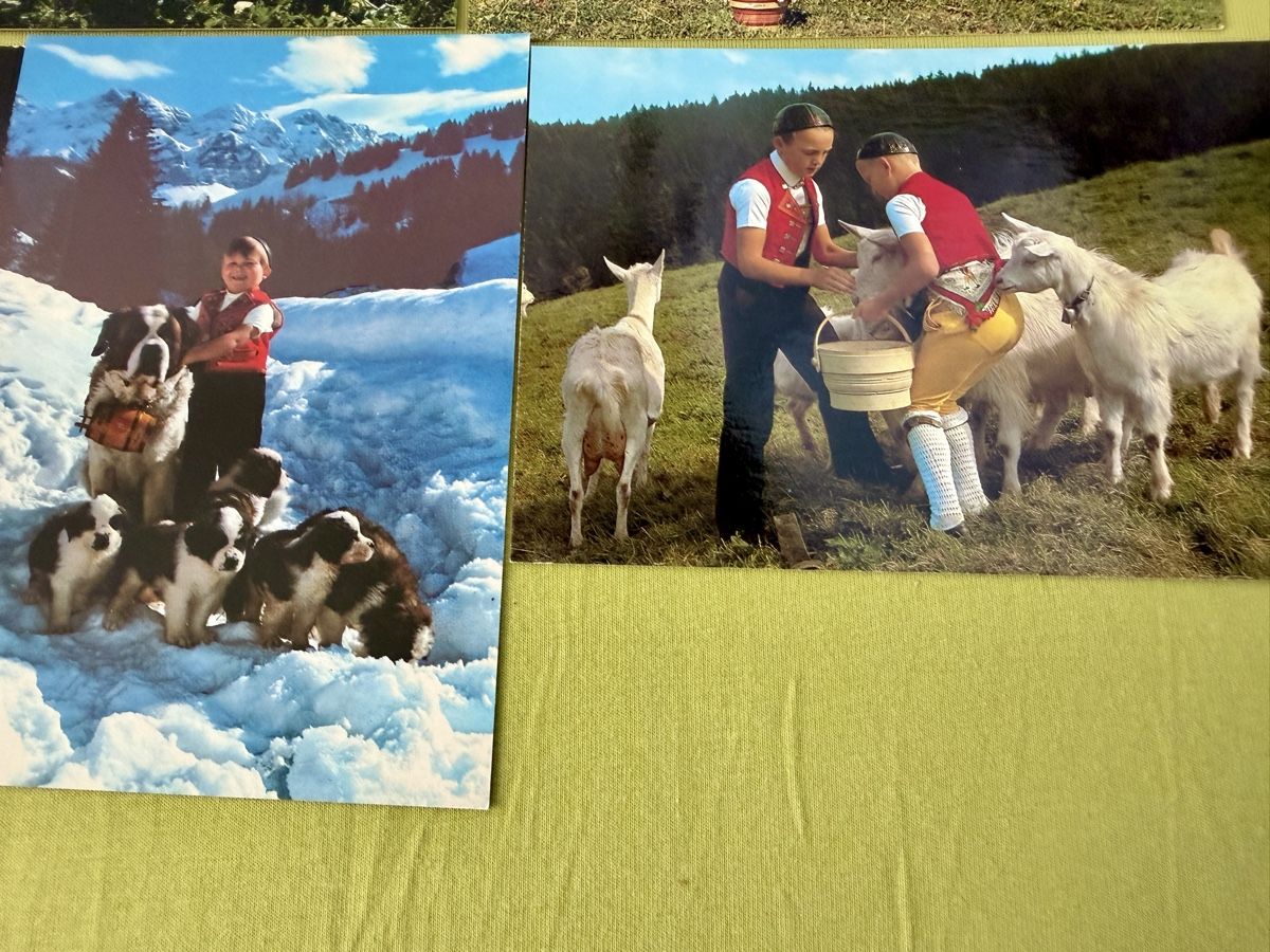 Cartoline postali: Konvolut Schweizer Ansichtskarten Berner Sennenhund Ziegen K – Nuovo (secondo la descrizione) da Libingen venduto da Wisli 4