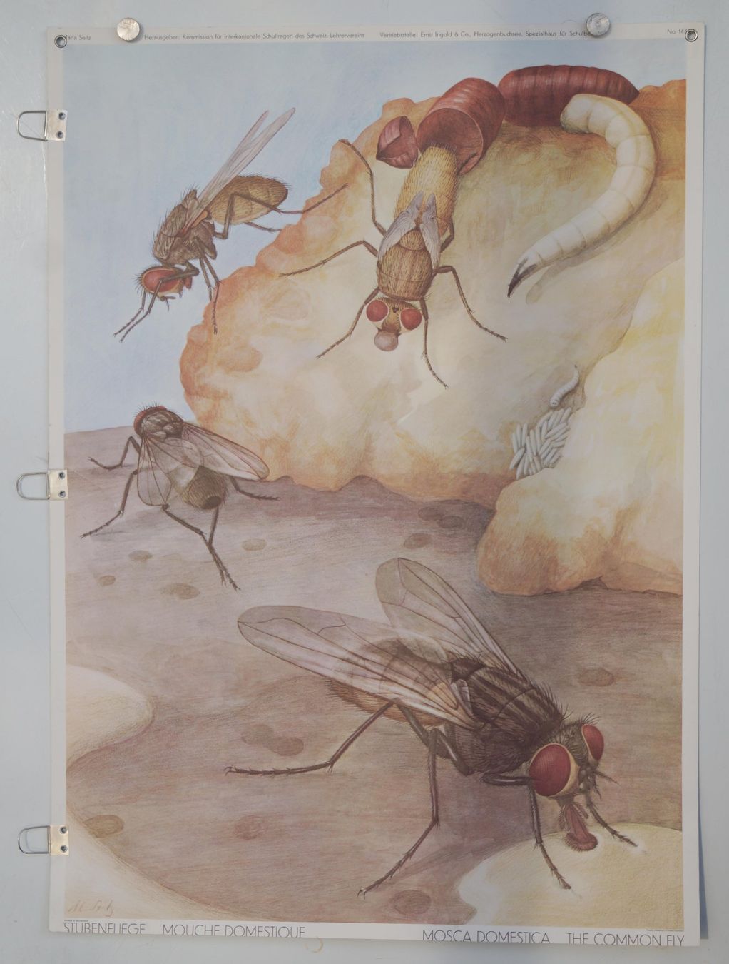 Poster & Bilder: Schulwandbild Nr. 143: "Stubenfliege" von Marta Seitz, 1969. – Gebraucht aus Härkingen von sammelbecken