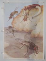 ⭐Schulwandbild „Igel / Hérissons“ von Robert Hainard