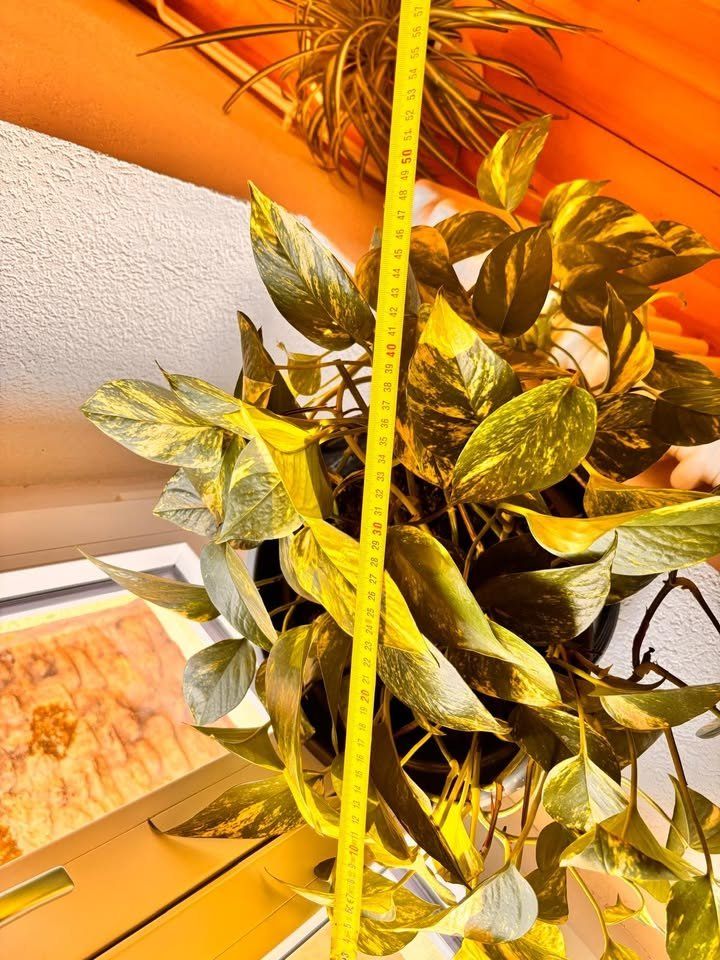 Piante & sementi: Belle plante verte Pothos avec pot – Usato da Romainmôtier venduto da val_r8sn 3