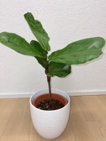 Ficus Lyrata Geigenfeige Fiddle Leaf fig potted plant 60 cm