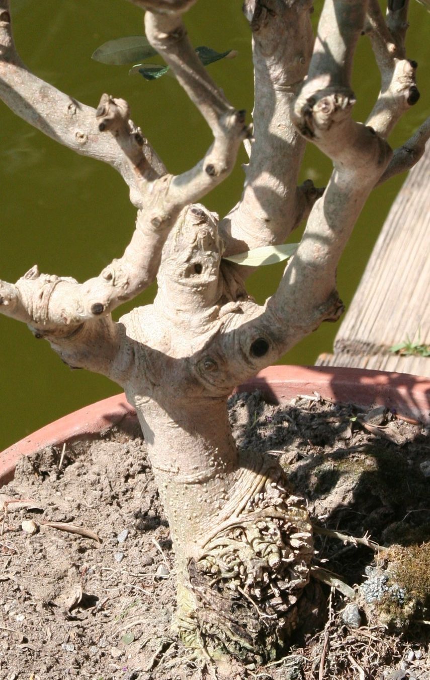 Pflanzen & Samen: BONSAI  -  Olive – Gebraucht aus Gretzenbach von Sikim 2