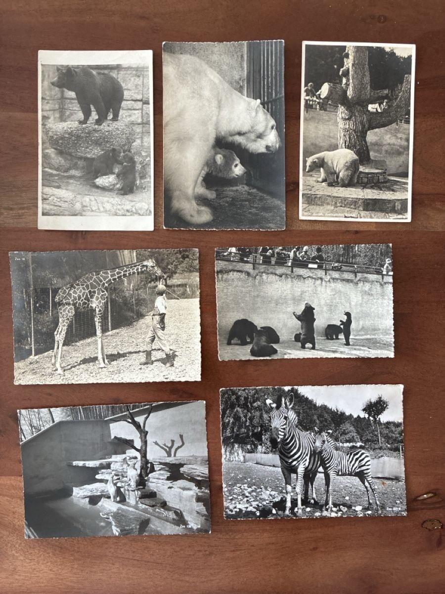 Cartoline postali: 11 Ansichtskarten Schweiz vom Zoo Zürich  – Usato da Oftringen venduto da Cla.vD.74