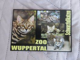 Zoo Wuppertal, Schwarzfusskatze, Raubkatze, Katze, ungelaufe
