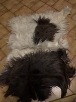 Peau de mouton dnoir blanc maman