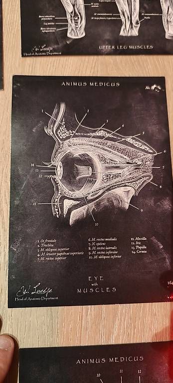 Foto & Immagini: Animus Medicus - Anatomie Bilder – Usato da Altstätten SG venduto da ItobelixI 1