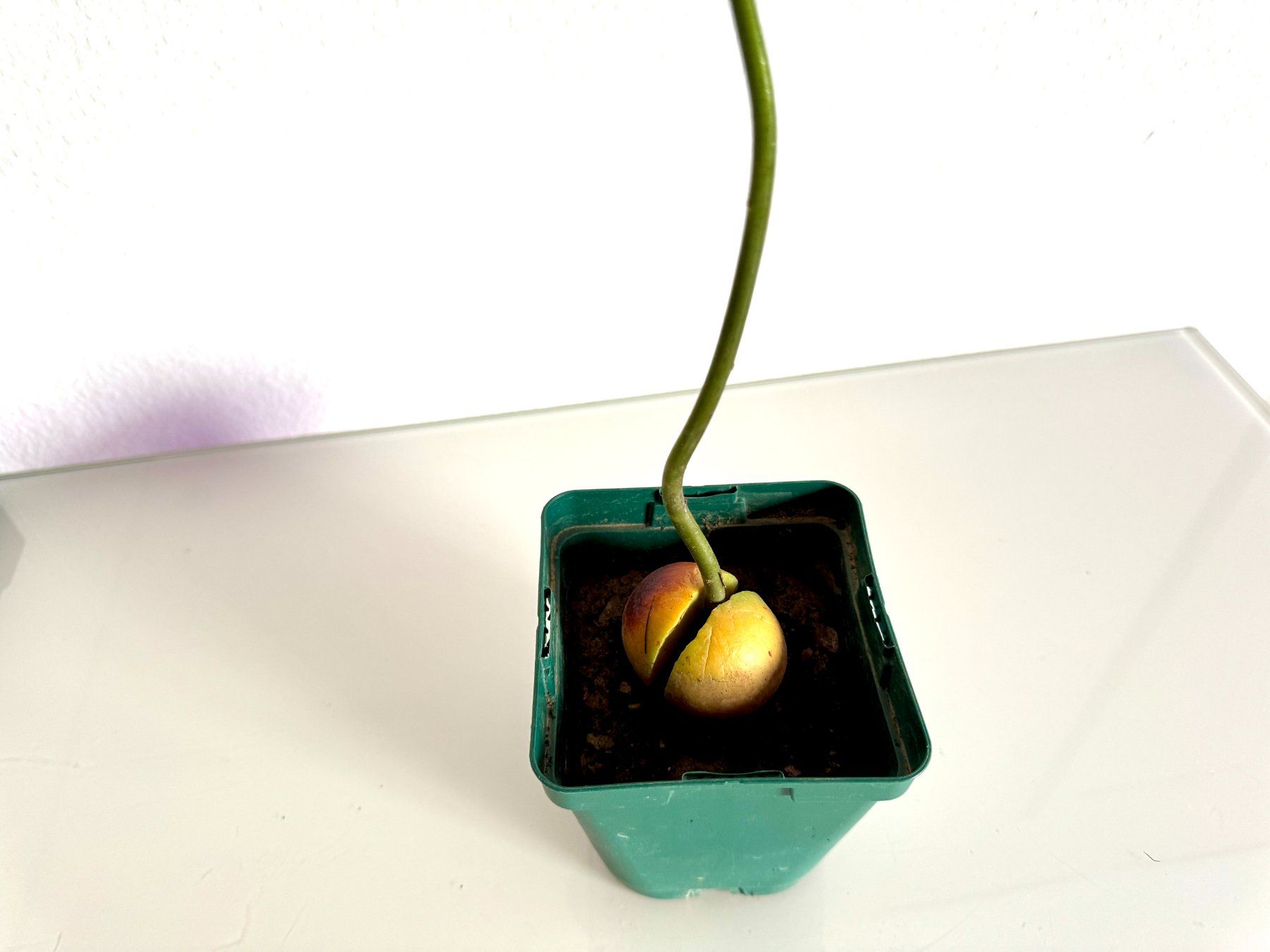 Piante & sementi: Avocado Baum (wiggle trunk) – Usato da Schlieren venduto da Edgar_k 3