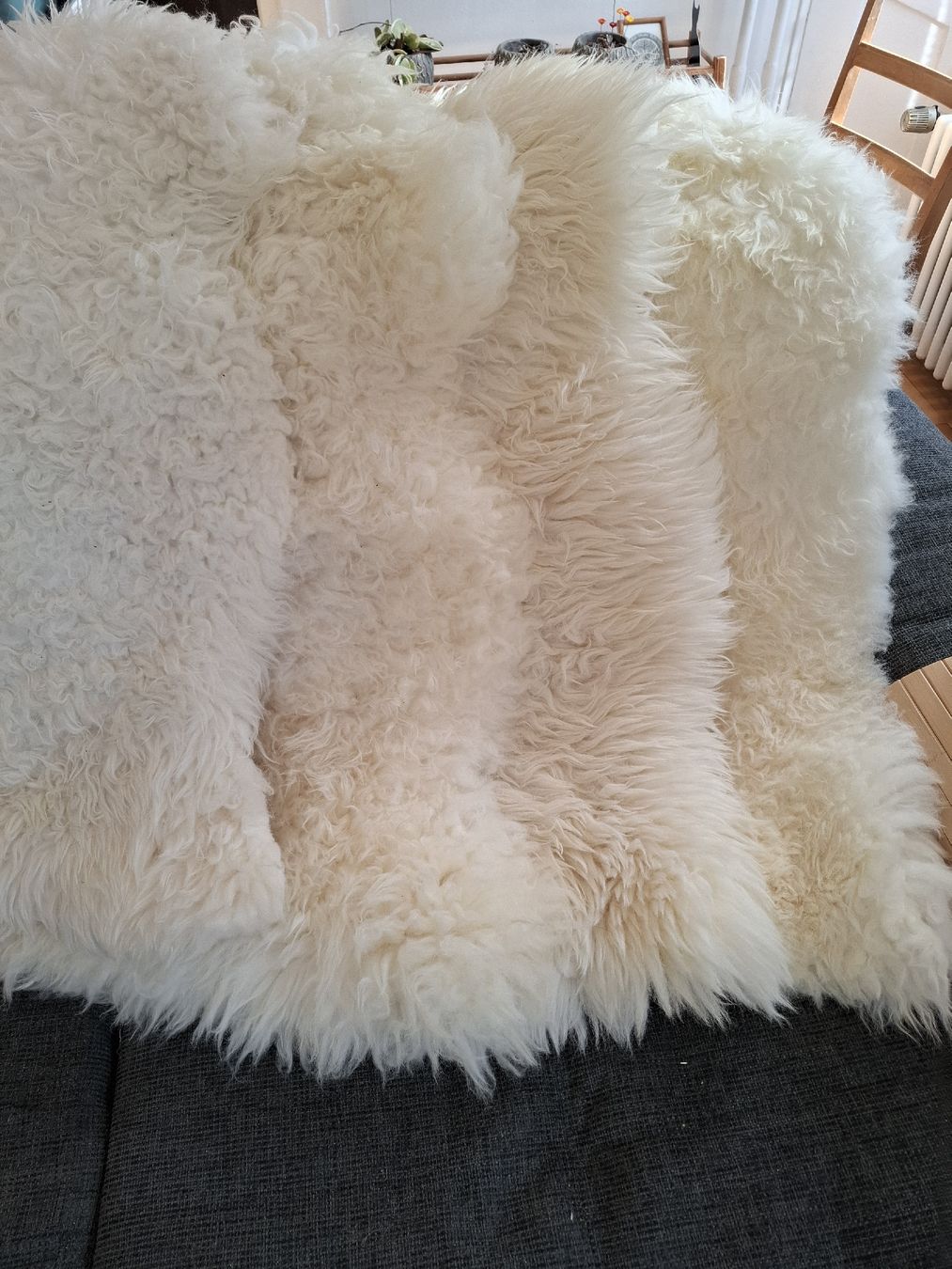 Coperte: Vier echte Lammfell, wunderschöne Winterdeko auf Stuhl, Sofa – Usato da zufikon venduto da Oggi11 1