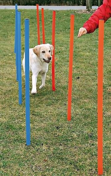 Spielzeuge: Dog Activity Agility Slalom blau/orange – Gebraucht aus Lyss von Zooroco