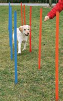 Dog Activity Agility Slalom blau/orange