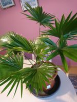 Zimmerpflanze Palme