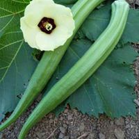 Perkins Long Pod Okra Gombo  10g