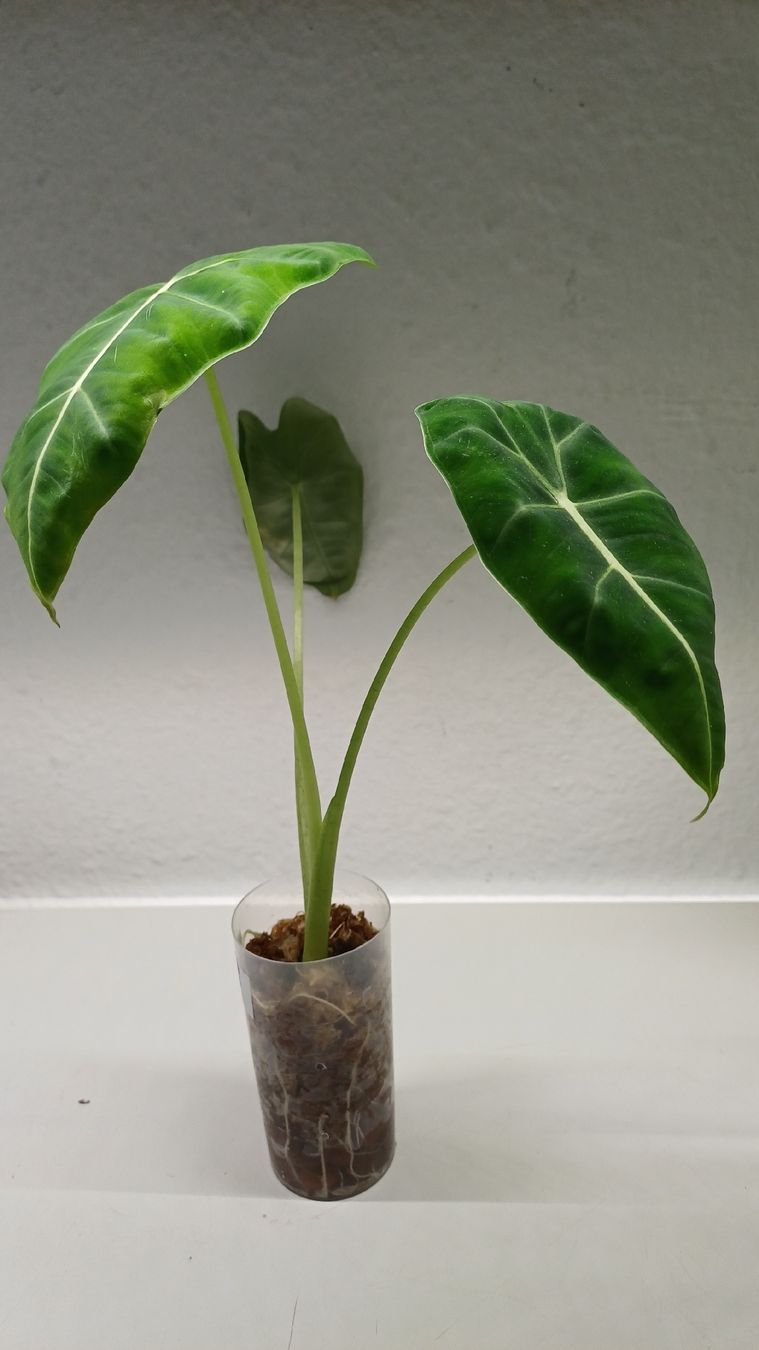 Piante & sementi: Monstera, Alocasia and Scindapsus – Usato da Bern venduto da uwi_8t7x 2