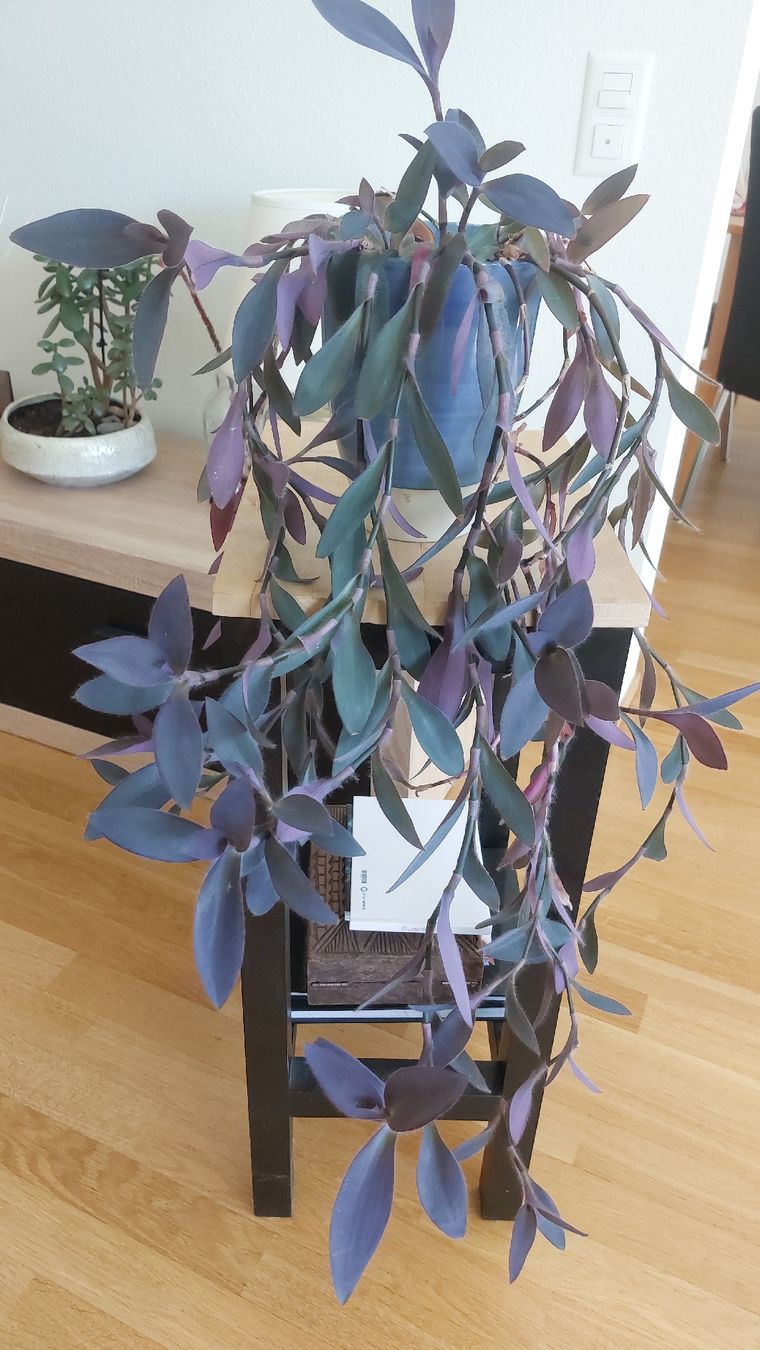 Piante & sementi: Mexikanische Dreimasterblume – Nuovo (secondo la descrizione) da Basel venduto da Sil_Yes