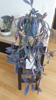 Mexikanische Dreimasterblume