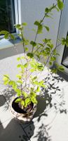 Magnolie (Tulpenmagnolie), ~130cm
