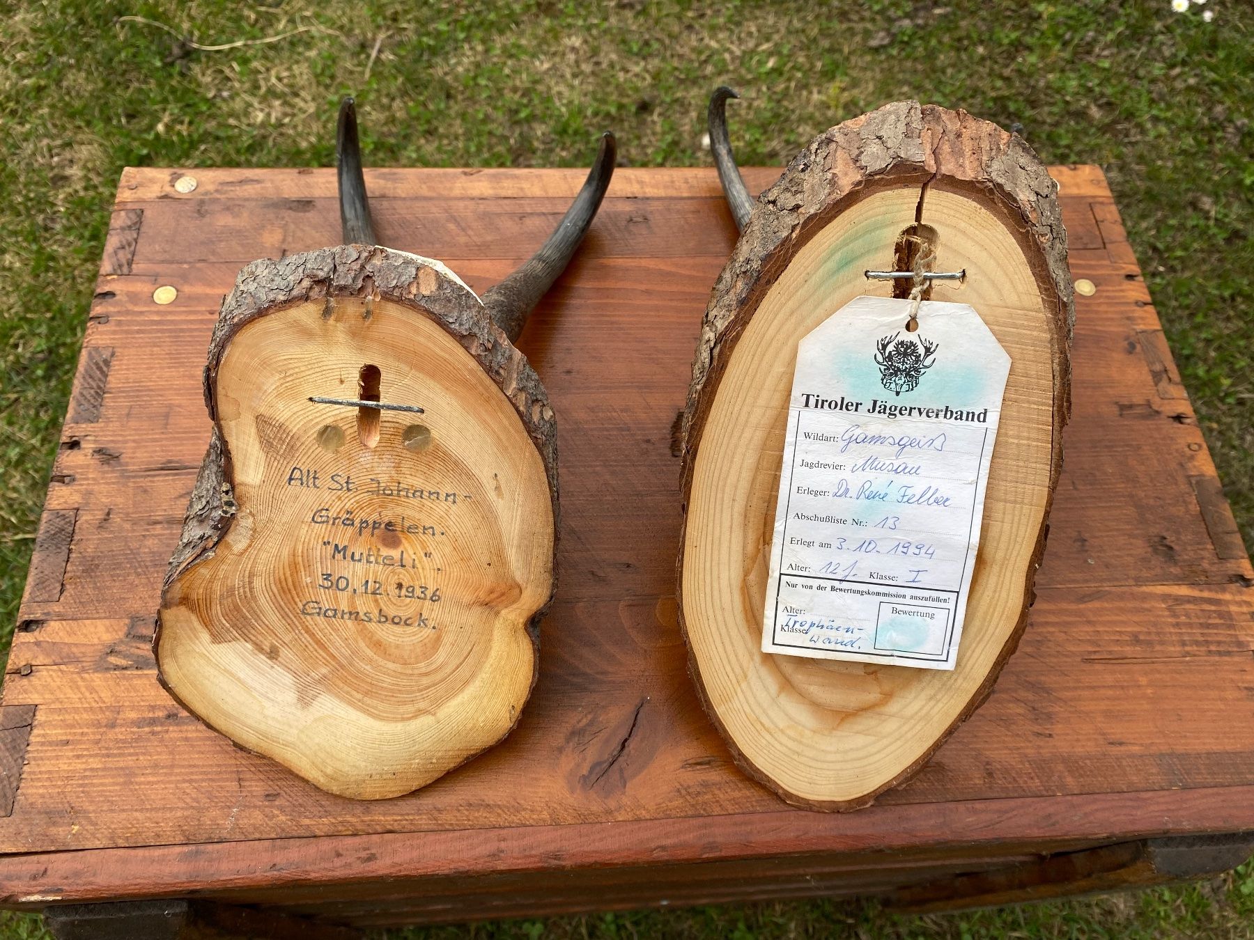 Il mondo degli animali: 2 schöne kapitale Gams Trophäen – Usato da Feldbach venduto da Olive1 7