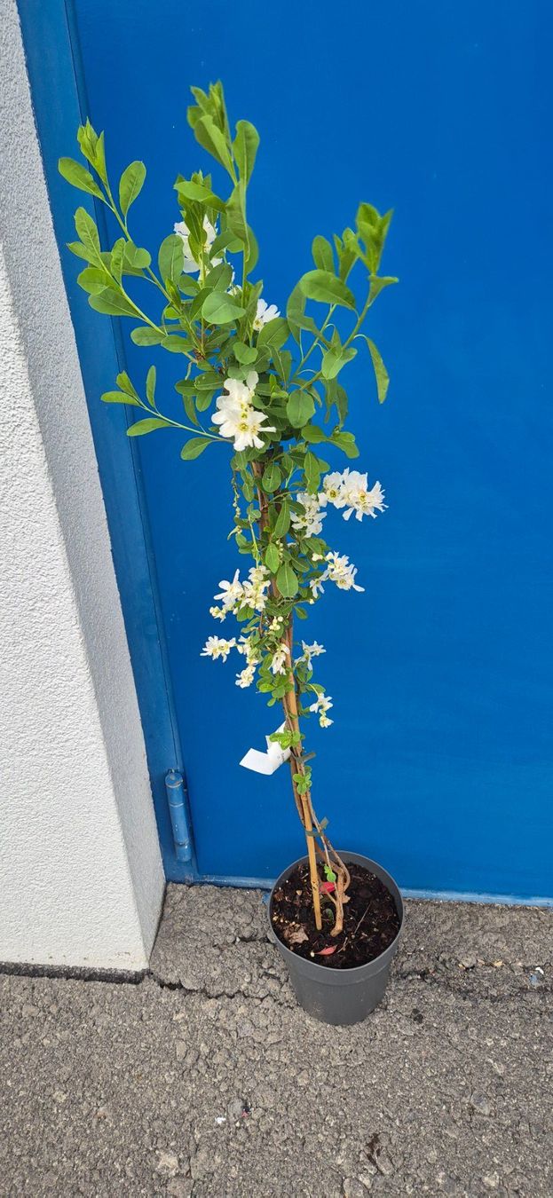 Piante & sementi: PRUNKSPIERE – Usato da Jona venduto da Sleon02 1