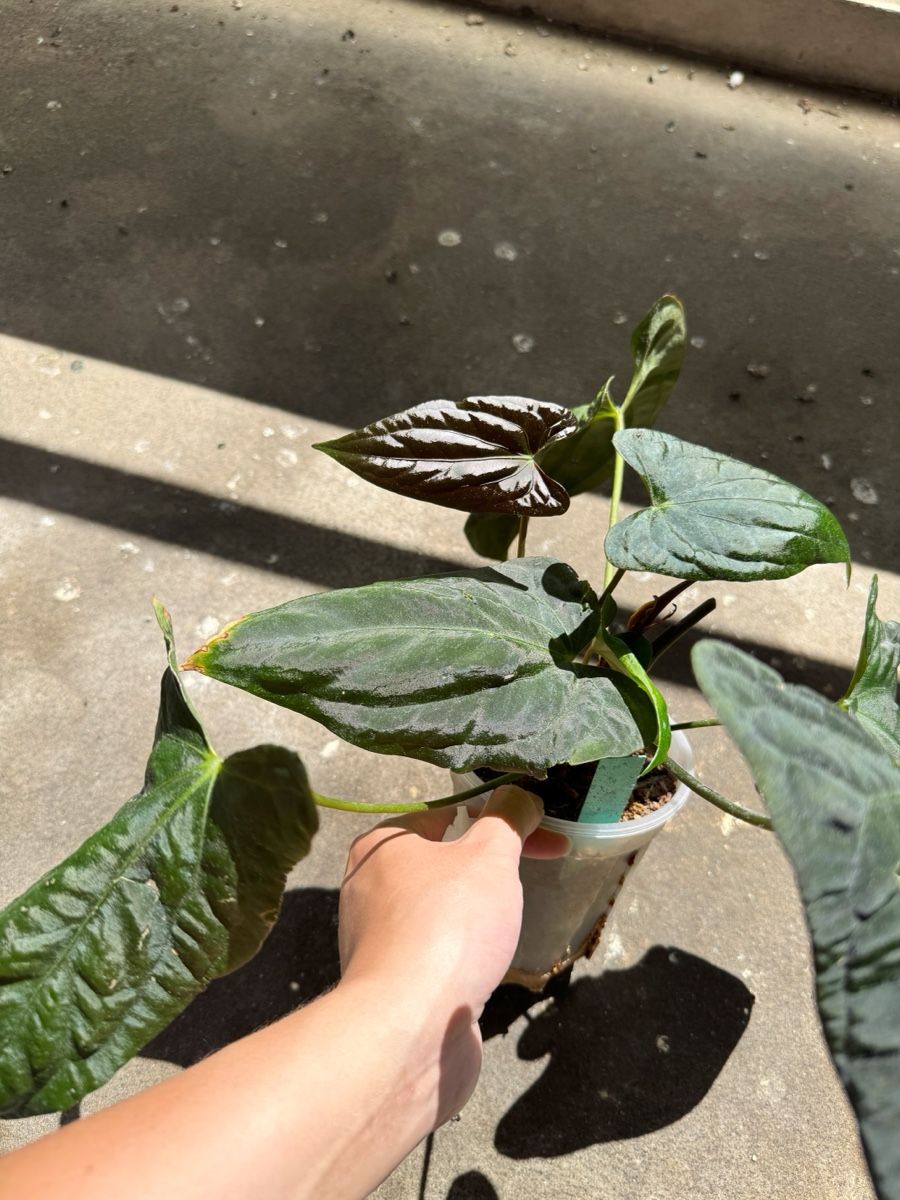 Piante & sementi: Anthurium Papi Hybrid? – Nuovo (secondo la descrizione) da Bern venduto da Lucas_Ma 1