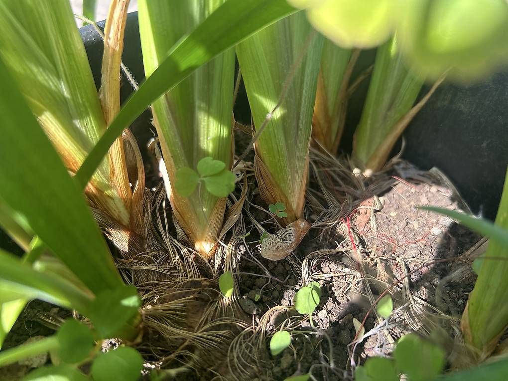 Piante & sementi: Sumpfschwertlilie und Physalis im Topf  – Usato da Frauenfeld venduto da Irene.Schuppli 4